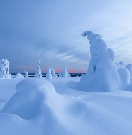 Lumen peittämiä pieniä puita tunturin huipulla.