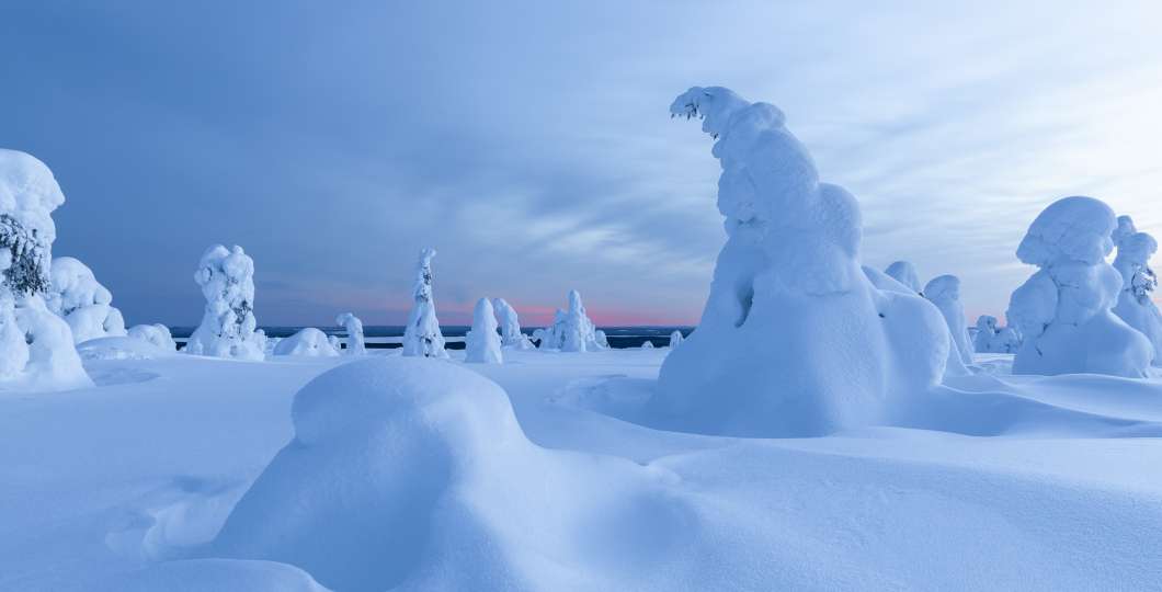 Lumen peittämiä pieniä puita tunturin huipulla.